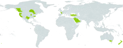 Matthiola incana world distribution map, present in Australia, Canada, Cyprus, France, Sri Lanka, New Zealand, Saudi Arabia, Turkey, and United States of America