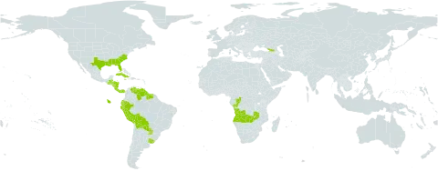 Mayaca world distribution map, present in Angola, Åland Islands, Belize, Bolivia (Plurinational State of), Congo, Costa Rica, Cuba, Ecuador, Georgia, Guatemala, Guyana, Honduras, Jamaica, Nicaragua, Panama, Peru, Paraguay, Suriname, Uruguay, United States of America, Venezuela (Bolivarian Republic of), and Zambia