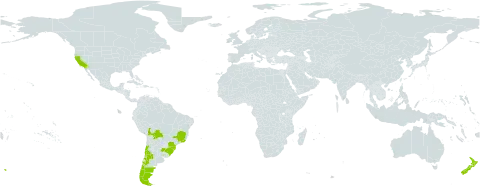 Maytenus boaria world distribution map, present in Argentina, Bolivia (Plurinational State of), Brazil, Chile, New Zealand, Uruguay, and United States of America