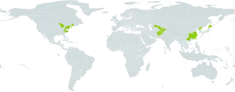 Mazus miquelii world distribution map, present in Afghanistan, China, Japan, Korea (Democratic People's Republic of), Tajikistan, Taiwan, Province of China, United States of America, and Uzbekistan