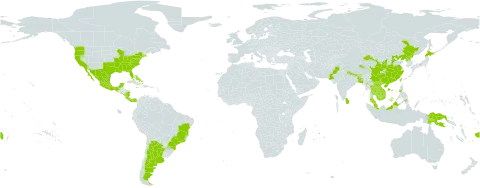 Mazus pumilus world distribution map, present in Argentina, Bangladesh, Bahamas, Brazil, Bhutan, China, Costa Rica, Fiji, India, Jamaica, Japan, Cambodia, Lao People's Democratic Republic, Sri Lanka, Mexico, Myanmar, Mauritius, Malaysia, Nicaragua, Nepal, Pakistan, Panama, Philippines, Papua New Guinea, Korea (Democratic People's Republic of), Portugal, Singapore, El Salvador, Thailand, Taiwan, Province of China, United States of America, and Viet Nam