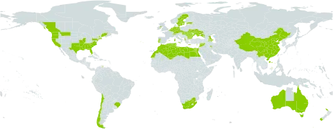 Medicago arabica world distribution map, present in Albania, Australia, Azerbaijan, Belgium, Bulgaria, Brazil, Canada, Switzerland, Chile, China, Cyprus, Czech Republic, Germany, Algeria, Egypt, Spain, Estonia, France, United Kingdom of Great Britain and Northern Ireland, Georgia, Greece, Hungary, Iran (Islamic Republic of), Israel, Italy, Lebanon, Libya, Luxembourg, Morocco, Malta, Netherlands, New Zealand, Portugal, Romania, Russian Federation, Slovakia, Sweden, Syrian Arab Republic, Tunisia, Ukraine, United States of America, and South Africa