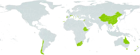 Medicago arborea world distribution map, present in Albania, Australia, Chile, China, Spain, Ethiopia, France, Greece, Italy, Jordan, Monaco, Malta, New Zealand, Portugal, and South Africa