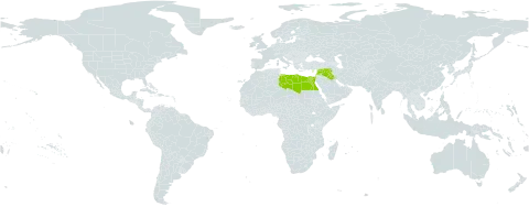 Medicago hypogaea world distribution map, present in Cyprus, Egypt, Iraq, Israel, Lebanon, Libya, and Syrian Arab Republic