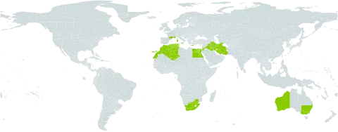 Medicago intertexta world distribution map, present in Australia, Cyprus, Algeria, Egypt, Spain, France, Greece, Iran (Islamic Republic of), Iraq, Italy, Jordan, Lebanon, Morocco, Malta, Portugal, Tunisia, and South Africa