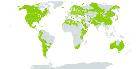 Medicago lupulina world distribution map, present in Afghanistan, Albania, Argentina, Armenia, American Samoa, Australia, Austria, Azerbaijan, Belgium, Bulgaria, Bahamas, Belarus, Bolivia (Plurinational State of), Brazil, Canada, Switzerland, Chile, China, Colombia, Cyprus, Czech Republic, Germany, Denmark, Dominican Republic, Algeria, Ecuador, Egypt, Spain, Estonia, Ethiopia, Finland, France, Faroe Islands, United Kingdom of Great Britain and Northern Ireland, Georgia, Ghana, Greece, Guatemala, Haiti, Hungary, India, Iran (Islamic Republic of), Iraq, Iceland, Italy, Jordan, Japan, Kazakhstan, Kenya, Kyrgyzstan, Lebanon, Libya, Liechtenstein, Lithuania, Luxembourg, Latvia, Morocco, Moldova (Republic of), Mexico, Malta, Mongolia, Mauritius, Netherlands, Norway, Nepal, New Zealand, Pakistan, Peru, Philippines, Poland, Portugal, Réunion, Romania, Russian Federation, Saudi Arabia, Singapore, Somalia, Slovakia, Sweden, Syrian Arab Republic, Tajikistan, Turkmenistan, Tunisia, Taiwan, Province of China, Tanzania, United Republic of, Ukraine, United States of America, Uzbekistan, Yemen, and South Africa