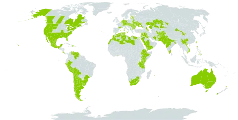 Medicago polymorpha world distribution map, present in Afghanistan, Albania, Argentina, American Samoa, Australia, Austria, Azerbaijan, Belgium, Bonaire, Sint Eustatius and Saba, Bulgaria, Belarus, Bolivia (Plurinational State of), Brazil, Canada, Switzerland, Chile, China, Costa Rica, Cyprus, Czech Republic, Germany, Djibouti, Dominican Republic, Algeria, Ecuador, Egypt, Spain, Estonia, Ethiopia, France, Georgia, Ghana, Greece, Hungary, India, British Indian Ocean Territory, Iran (Islamic Republic of), Iraq, Israel, Italy, Jordan, Kazakhstan, Kenya, Kuwait, Lebanon, Libya, Sri Lanka, Latvia, Morocco, Mexico, Malta, Northern Mariana Islands, Mauritius, Netherlands, Nepal, New Zealand, Pakistan, Peru, Philippines, Portugal, Réunion, Romania, Russian Federation, Saudi Arabia, Singapore, Somalia, Slovakia, Syrian Arab Republic, Tajikistan, Turkmenistan, Tunisia, Taiwan, Province of China, Tanzania, United Republic of, Ukraine, Uruguay, United States of America, Uzbekistan, Venezuela (Bolivarian Republic of), Viet Nam, Yemen, and South Africa