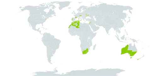 Medicago scutellata world distribution map, present in Australia, Austria, Cyprus, Algeria, Spain, France, Greece, Italy, Jordan, Lebanon, Morocco, Malta, New Zealand, Portugal, Tunisia, Ukraine, United States of America, and South Africa