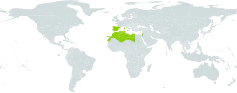 Medicago tornata world distribution map, present in Cyprus, Algeria, Spain, France, Gibraltar, Italy, Jordan, Libya, Morocco, Malta, Portugal, and Tunisia