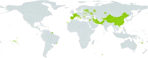 Medicago x varia world distribution map, present in Armenia, Azerbaijan, Belgium, Bulgaria, Belarus, Brazil, Switzerland, China, Cyprus, Spain, Estonia, France, Georgia, Iran (Islamic Republic of), Italy, Kazakhstan, Kyrgyzstan, Liechtenstein, Luxembourg, Pakistan, Portugal, Russian Federation, Syrian Arab Republic, Tajikistan, Ukraine, and Uzbekistan