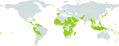 Megathyrsus world distribution map, present in Angola, Åland Islands, Andorra, Benin, Burkina Faso, Bangladesh, Bahamas, Belize, Bermuda, Bolivia (Plurinational State of), Botswana, Central African Republic, Congo, Cook Islands, Costa Rica, Cuba, Cayman Islands, Czech Republic, Djibouti, Dominica, Ecuador, Egypt, Eritrea, Spain, Ethiopia, Fiji, Gabon, Georgia, Ghana, Guinea, Gambia, Guinea-Bissau, Guatemala, Guyana, Honduras, Haiti, Indonesia, Jamaica, Japan, Kenya, Lao People's Democratic Republic, Liberia, Madagascar, Mali, Myanmar, Mozambique, Mauritania, Mauritius, Namibia, Norfolk Island, Nigeria, Nicaragua, Oman, Pakistan, Panama, Peru, Philippines, Palau, Puerto Rico, Paraguay, Réunion, Rwanda, Saudi Arabia, Sudan, Senegal, Solomon Islands, Sierra Leone, Somalia, Suriname, eSwatini, Seychelles, Chad, Togo, Thailand, Tonga, Taiwan, Province of China, Tanzania, United Republic of, Uganda, Venezuela (Bolivarian Republic of), Viet Nam, Vanuatu, Samoa, Yemen, Zambia, and Zimbabwe