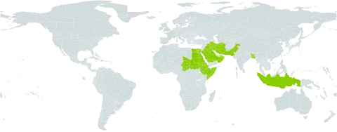 Melanocenchris world distribution map, present in Bangladesh, Egypt, Eritrea, Ethiopia, Indonesia, Iran (Islamic Republic of), Iraq, Oman, Pakistan, Saudi Arabia, Sudan, Somalia, and Chad