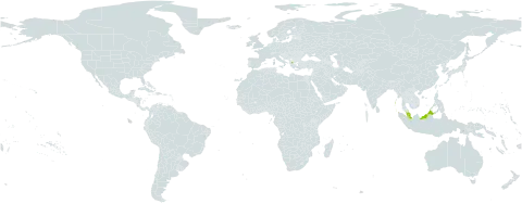 Melicope glabra world distribution map, present in Brunei Darussalam, Greece, Indonesia, India, Malaysia, and Singapore