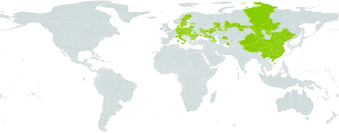 Melilotus dentatus world distribution map, present in Armenia, Austria, Azerbaijan, Bulgaria, China, Czech Republic, Germany, Denmark, Estonia, Hungary, Italy, Kazakhstan, Kyrgyzstan, Liechtenstein, Lithuania, Moldova (Republic of), Mongolia, Poland, Romania, Russian Federation, Slovakia, Sweden, Tajikistan, Turkmenistan, Ukraine, and Uzbekistan