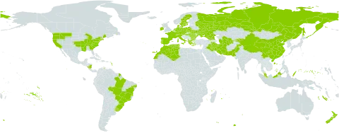 Melissa officinalis world distribution map, present in Åland Islands, Albania, Austria, Bulgaria, Brazil, Switzerland, China, Cyprus, Czech Republic, Germany, Denmark, Algeria, Spain, France, Micronesia (Federated States of), Georgia, Greece, Hungary, Ireland, Iran (Islamic Republic of), Iraq, Italy, Kyrgyzstan, Morocco, Malaysia, Nicaragua, Netherlands, New Zealand, Pakistan, Palau, Poland, Portugal, Romania, Russian Federation, Sweden, Turks and Caicos Islands, Turkmenistan, Tunisia, Ukraine, Uruguay, United States of America, and Uzbekistan