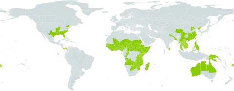 Melochia corchorifolia world distribution map, present in Angola, Australia, Benin, Burkina Faso, Bangladesh, Botswana, Central African Republic, China, Côte d'Ivoire, Congo, Comoros, Ethiopia, Fiji, Micronesia (Federated States of), Ghana, Guinea, Gambia, Guinea-Bissau, Guam, Indonesia, India, Japan, Kenya, Cambodia, Lao People's Democratic Republic, Liberia, Sri Lanka, Madagascar, Mali, Myanmar, Mozambique, Mauritius, Malawi, Niger, Nigeria, Nepal, Panama, Philippines, Papua New Guinea, Korea (Democratic People's Republic of), Réunion, Sudan, Senegal, Singapore, Sierra Leone, Somalia, South Sudan, Sao Tome and Principe, Chad, Togo, Thailand, Taiwan, Province of China, Tanzania, United Republic of, United States of America, Viet Nam, Zambia, and Zimbabwe