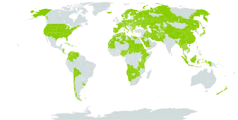 Mentha world distribution map, present in Afghanistan, Angola, Åland Islands, Albania, Austria, Bangladesh, Bulgaria, Belarus, Bermuda, Bolivia (Plurinational State of), Botswana, Switzerland, Chile, China, Colombia, Costa Rica, Cuba, Cyprus, Czech Republic, Germany, Dominica, Denmark, Algeria, Egypt, Eritrea, Spain, Ethiopia, Finland, Fiji, Falkland Islands (Malvinas), France, Micronesia (Federated States of), Georgia, Gambia, Greece, Haiti, Hungary, Indonesia, Ireland, Iran (Islamic Republic of), Iraq, Iceland, Italy, Japan, Kazakhstan, Kenya, Kyrgyzstan, Lao People's Democratic Republic, Libya, Lesotho, Morocco, Moldova (Republic of), Myanmar, Montenegro, Mauritania, Malaysia, Namibia, Norfolk Island, Nigeria, Nicaragua, Netherlands, Norway, Nepal, New Zealand, Pakistan, Philippines, Palau, Poland, Puerto Rico, Korea (Democratic People's Republic of), Portugal, Romania, Russian Federation, Rwanda, Saudi Arabia, Sudan, Singapore, Svalbard and Jan Mayen, Sweden, eSwatini, Turks and Caicos Islands, Chad, Thailand, Turkmenistan, Tunisia, Tanzania, United Republic of, Uganda, Ukraine, Uruguay, United States of America, Uzbekistan, Venezuela (Bolivarian Republic of), Viet Nam, Zambia, and Zimbabwe