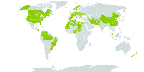 Mentha spicata world distribution map, present in Afghanistan, Åland Islands, Albania, Austria, Bangladesh, Bulgaria, Bermuda, Brazil, Canada, Switzerland, China, Colombia, Cyprus, Czech Republic, Germany, Dominica, Denmark, Algeria, Egypt, Spain, Falkland Islands (Malvinas), France, Micronesia (Federated States of), Georgia, Gambia, Greece, Hungary, Ireland, Iran (Islamic Republic of), Italy, Libya, Morocco, Mauritania, Malaysia, Norfolk Island, Nigeria, Nicaragua, Netherlands, Norway, Nepal, New Zealand, Pakistan, Palau, Poland, Romania, Singapore, Sweden, Turks and Caicos Islands, Chad, Turkmenistan, Tunisia, Ukraine, United States of America, and Venezuela (Bolivarian Republic of)