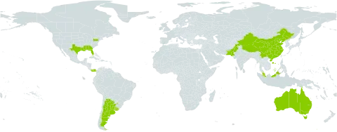 Merremia dissecta world distribution map, present in Argentina, American Samoa, Australia, China, Malaysia, Pakistan, Panama, Uruguay, and United States of America