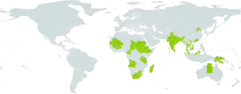 Merremia emarginata world distribution map, present in Angola, Australia, Burundi, Burkina Faso, Bangladesh, China, Cameroon, Ethiopia, Indonesia, India, Sri Lanka, Madagascar, Mali, Myanmar, Mauritania, Malaysia, Nepal, Philippines, Papua New Guinea, Sudan, South Sudan, Chad, Thailand, Timor-Leste, Tanzania, United Republic of, Viet Nam, and South Africa
