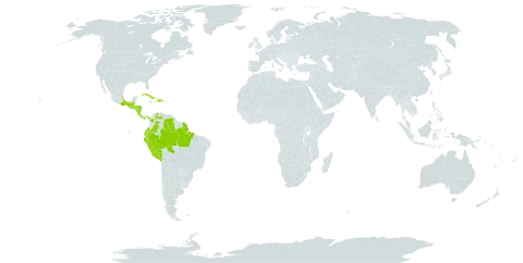 Miconia elata world distribution map, present in Belize, Brazil, Colombia, Costa Rica, Cuba, Dominican Republic, Ecuador, Guatemala, French Guiana, Honduras, Haiti, Jamaica, Mexico, Nicaragua, Panama, Peru, and Venezuela (Bolivarian Republic of)