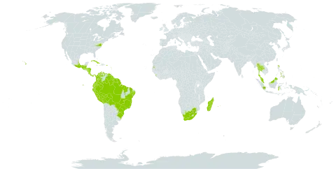 Miconia hirta world distribution map, present in Argentina, Antigua and Barbuda, Belize, Bolivia (Plurinational State of), Brazil, Colombia, Costa Rica, Cuba, Dominica, Ecuador, Fiji, Micronesia (Federated States of), Guadeloupe, Grenada, Guatemala, French Guiana, Guyana, Honduras, Indonesia, Jamaica, Saint Kitts and Nevis, Saint Lucia, Sri Lanka, Madagascar, Mexico, Montserrat, Martinique, Mauritius, Malaysia, Nicaragua, Panama, Peru, Philippines, Puerto Rico, Paraguay, Réunion, Singapore, Suriname, Seychelles, Thailand, Trinidad and Tobago, United States of America, Venezuela (Bolivarian Republic of), and South Africa