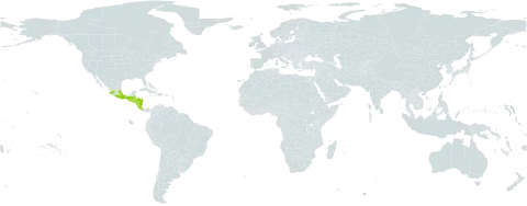 Miconia mexicana world distribution map, present in Belize, Costa Rica, Guatemala, Honduras, Mexico, Nicaragua, and El Salvador
