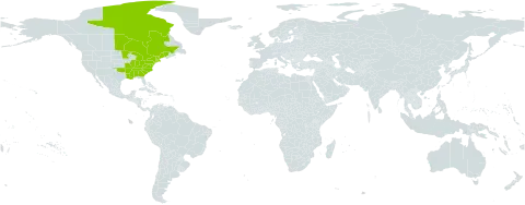 Micranthes virginiensis world distribution map, present in Canada and United States of America