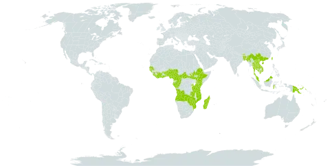 Microglossa pyrifolia world distribution map, present in Angola, Benin, Bangladesh, Bhutan, Central African Republic, China, Côte d'Ivoire, Cameroon, Congo, Ethiopia, Gabon, Ghana, Guinea, Guinea-Bissau, Equatorial Guinea, Indonesia, India, Kenya, Cambodia, Lao People's Democratic Republic, Liberia, Madagascar, Myanmar, Mozambique, Malaysia, Mayotte, Nigeria, Philippines, Papua New Guinea, Rwanda, Senegal, Sierra Leone, South Sudan, Sao Tome and Principe, Togo, Thailand, Taiwan, Province of China, Tanzania, United Republic of, Uganda, Viet Nam, Zambia, and Zimbabwe