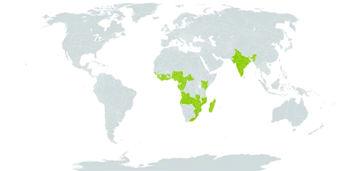Microgramma mauritiana world distribution map, present in Angola, Central African Republic, Côte d'Ivoire, Cameroon, Congo, Gabon, Ghana, Guinea, Guinea-Bissau, Equatorial Guinea, India, Kenya, Liberia, Madagascar, Mozambique, Mauritius, Malawi, Mayotte, Nigeria, Réunion, Sierra Leone, Sao Tome and Principe, eSwatini, Togo, Tanzania, United Republic of, Uganda, South Africa, Zambia, and Zimbabwe