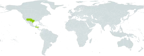 Milla biflora world distribution map, present in Guatemala, Honduras, and United States of America