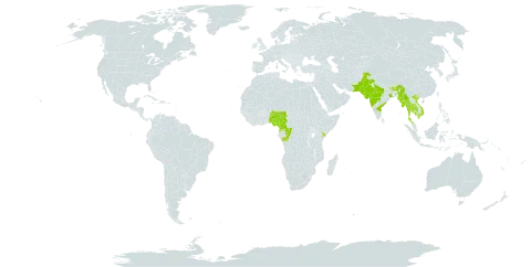 Millettia extensa world distribution map, present in Bhutan, Cameroon, Congo, Equatorial Guinea, India, Kenya, Cambodia, Myanmar, Nigeria, Nepal, Pakistan, Thailand, and Viet Nam