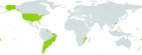Mimosa bimucronata world distribution map, present in Argentina, Bonaire, Sint Eustatius and Saba, Brazil, China, Fiji, Guyana, Mozambique, Malaysia, Paraguay, Réunion, Singapore, Uruguay, and United States of America