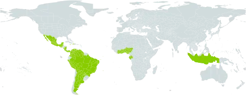 Mimosa candollei world distribution map, present in Argentina, American Samoa, Benin, Belize, Bolivia (Plurinational State of), Brazil, Côte d'Ivoire, Colombia, Costa Rica, Gabon, Ghana, Guatemala, French Guiana, Guyana, Haiti, Indonesia, Jamaica, Mexico, Martinique, Nigeria, Nicaragua, Panama, Peru, Puerto Rico, Paraguay, Singapore, Togo, and Venezuela (Bolivarian Republic of)