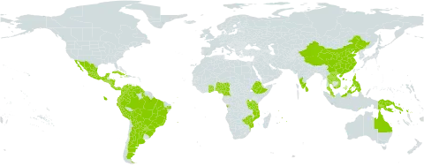 Mimosa diplotricha world distribution map, present in Angola, Argentina, American Samoa, Australia, Burundi, Bolivia (Plurinational State of), Brazil, China, Cameroon, Colombia, Costa Rica, Cuba, Ecuador, Ethiopia, Ghana, Guatemala, Guyana, Honduras, Haiti, Indonesia, India, Jamaica, Lao People's Democratic Republic, Sri Lanka, Mexico, Northern Mariana Islands, Mozambique, Mauritius, Malaysia, Nigeria, Nicaragua, Panama, Peru, Philippines, Papua New Guinea, Puerto Rico, Paraguay, Réunion, Rwanda, Solomon Islands, El Salvador, Togo, Thailand, Timor-Leste, Tanzania, United Republic of, Venezuela (Bolivarian Republic of), Viet Nam, and Zimbabwe
