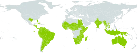 Mimosa pellita world distribution map, present in Angola, Argentina, Australia, Burundi, Benin, Bonaire, Sint Eustatius and Saba, Burkina Faso, Belize, Bolivia (Plurinational State of), Brazil, Botswana, Central African Republic, Côte d'Ivoire, Cameroon, Colombia, Costa Rica, Cuba, Ecuador, Egypt, Ethiopia, Ghana, Guinea, Guadeloupe, Guinea-Bissau, Grenada, Guatemala, French Guiana, Guyana, Honduras, Indonesia, India, Jamaica, Kenya, Liberia, Saint Lucia, Madagascar, Mali, Myanmar, Mozambique, Mauritania, Martinique, Mauritius, Malawi, Namibia, Niger, Nigeria, Nicaragua, Panama, Peru, Papua New Guinea, Puerto Rico, Paraguay, Rwanda, Sudan, Senegal, Singapore, Sierra Leone, El Salvador, Somalia, Suriname, Chad, Togo, Thailand, Trinidad and Tobago, Tanzania, United Republic of, Uganda, Uruguay, United States of America, Venezuela (Bolivarian Republic of), Viet Nam, South Africa, Zambia, and Zimbabwe