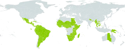 Mimosa pigra world distribution map, present in Angola, Argentina, American Samoa, Australia, Burundi, Benin, Burkina Faso, Belize, Bolivia (Plurinational State of), Brazil, Botswana, Central African Republic, Côte d'Ivoire, Cameroon, Colombia, Costa Rica, Cuba, Ecuador, Egypt, Ethiopia, Ghana, Guinea, Guadeloupe, Guinea-Bissau, Grenada, Guatemala, French Guiana, Guyana, Honduras, Indonesia, India, Jamaica, Kenya, Liberia, Saint Lucia, Madagascar, Mexico, Mali, Myanmar, Mozambique, Mauritania, Martinique, Mauritius, Malawi, Namibia, Niger, Nigeria, Nicaragua, Panama, Peru, Papua New Guinea, Puerto Rico, Paraguay, Rwanda, Sudan, Senegal, Singapore, Sierra Leone, El Salvador, Somalia, Suriname, Chad, Togo, Thailand, Trinidad and Tobago, Tanzania, United Republic of, Uganda, Uruguay, Venezuela (Bolivarian Republic of), Viet Nam, South Africa, Zambia, and Zimbabwe