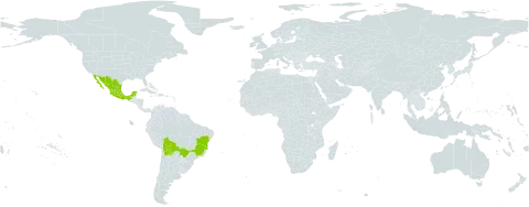 Mimosa weddelliana world distribution map, present in Bolivia (Plurinational State of), Brazil, and Mexico