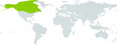 Minuartia dawsonensis world distribution map, present in Canada and United States of America