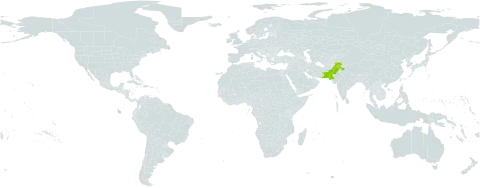 Minuartia ebracteolata world distribution map, present in India and Pakistan