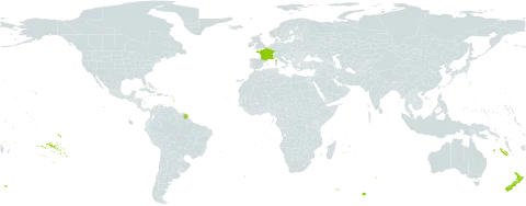Minuartia hybrida world distribution map, present in France and New Zealand
