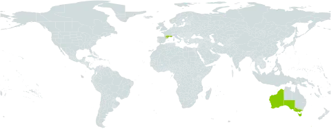 Minuartia mediterranea world distribution map, present in Australia and France