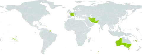 Minuartia picta world distribution map, present in Australia, France, Iran (Islamic Republic of), and Pakistan
