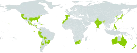 Modiola caroliniana world distribution map, present in Argentina, Australia, Bermuda, Bolivia (Plurinational State of), Brazil, Chile, Colombia, Costa Rica, Dominican Republic, Ecuador, Spain, France, Honduras, Haiti, India, Jamaica, Japan, Morocco, Mexico, New Zealand, Peru, Philippines, Korea (Democratic People's Republic of), Portugal, Paraguay, Uruguay, United States of America, and South Africa