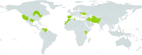 Moluccella laevis world distribution map, present in Afghanistan, Canada, Cyprus, Spain, Iran (Islamic Republic of), Iraq, Kenya, Morocco, Pakistan, Palau, Portugal, Turks and Caicos Islands, Turkmenistan, Tunisia, Ukraine, United States of America, and Venezuela (Bolivarian Republic of)