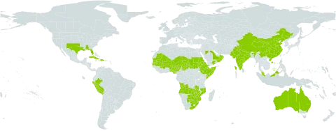 Momordica balsamina world distribution map, present in Angola, Australia, Benin, Burkina Faso, Bahrain, Botswana, China, Cook Islands, Cuba, Djibouti, Dominican Republic, Eritrea, Ethiopia, Guadeloupe, Haiti, India, Israel, Jamaica, Mali, Mozambique, Mauritania, Martinique, Malaysia, Niger, Nigeria, Nepal, Oman, Pakistan, Peru, Saudi Arabia, Sudan, Senegal, Somalia, eSwatini, Chad, Tanzania, United Republic of, United States of America, Yemen, South Africa, Zambia, and Zimbabwe