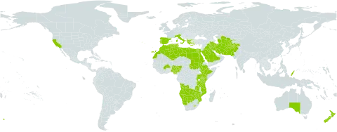 Moraea world distribution map, present in Afghanistan, Angola, Albania, Australia, Burkina Faso, Botswana, Cyprus, Algeria, Egypt, Spain, Ethiopia, Greece, Iran (Islamic Republic of), Iraq, Italy, Kenya, Libya, Lesotho, Morocco, Mozambique, Namibia, Norfolk Island, Nigeria, New Zealand, Pakistan, Palau, Portugal, Saudi Arabia, Sudan, Singapore, eSwatini, Turkmenistan, Tunisia, Tanzania, United Republic of, Uganda, United States of America, Uzbekistan, Zambia, and Zimbabwe