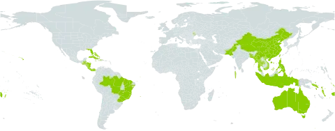 Morinda citrifolia world distribution map, present in Andorra, Australia, Bangladesh, Bahamas, Belize, Brazil, China, Cook Islands, Costa Rica, Cuba, Cayman Islands, Dominica, Fiji, Guatemala, Honduras, Haiti, Indonesia, Jamaica, Moldova (Republic of), Maldives, Myanmar, Nicaragua, Nauru, Pakistan, Panama, Philippines, Puerto Rico, Solomon Islands, Seychelles, Thailand, Tokelau, Tonga, Tuvalu, Taiwan, Province of China, United States of America, Viet Nam, Vanuatu, Wallis and Futuna, and Samoa