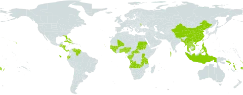 Morinda world distribution map, present in Aruba, Angola, Andorra, Benin, Bangladesh, Bahamas, Belize, Central African Republic, China, Congo, Cook Islands, Cabo Verde, Costa Rica, Cuba, Cayman Islands, Dominica, Ecuador, Fiji, Gabon, Ghana, Guinea, Gambia, Guinea-Bissau, Guatemala, Honduras, Haiti, Indonesia, Jamaica, Lao People's Democratic Republic, Liberia, Moldova (Republic of), Maldives, Mali, Myanmar, Nigeria, Nicaragua, Nepal, Nauru, Panama, Philippines, Puerto Rico, Sudan, Senegal, Solomon Islands, Sierra Leone, Seychelles, Togo, Thailand, Tokelau, Tonga, Tuvalu, Taiwan, Province of China, Tanzania, United Republic of, Uganda, United States of America, Venezuela (Bolivarian Republic of), Viet Nam, Vanuatu, Wallis and Futuna, Samoa, and Zambia