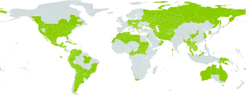 Morus alba world distribution map, present in Afghanistan, Albania, Argentina, Armenia, Australia, Austria, Azerbaijan, Bangladesh, Bulgaria, Bosnia and Herzegovina, Belarus, Bolivia (Plurinational State of), Brazil, Central African Republic, Canada, Switzerland, China, Cameroon, Cook Islands, Colombia, Costa Rica, Cuba, Cyprus, Germany, Dominican Republic, Algeria, Ecuador, Spain, France, Georgia, Greece, Guatemala, Guam, Honduras, Croatia, Haiti, Hungary, Indonesia, India, Iran (Islamic Republic of), Iceland, Israel, Italy, Jordan, Kazakhstan, Kyrgyzstan, Cambodia, Korea (Republic of), Lao People's Democratic Republic, Libya, Morocco, Moldova (Republic of), Mexico, North Macedonia, Malta, Myanmar, Montenegro, Mauritius, Malaysia, Oman, Pakistan, Peru, Philippines, Papua New Guinea, Poland, Puerto Rico, Portugal, Paraguay, Réunion, Russian Federation, Sudan, Serbia, South Sudan, Slovakia, Slovenia, Thailand, Tajikistan, Turkmenistan, Timor-Leste, Tonga, Trinidad and Tobago, Tunisia, Turkey, Taiwan, Province of China, Ukraine, United States of America, Uzbekistan, Venezuela (Bolivarian Republic of), Viet Nam, and South Africa